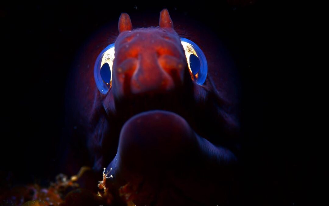 Colaboradora da Prospectiva conquista título mundial de fotografia subaquática