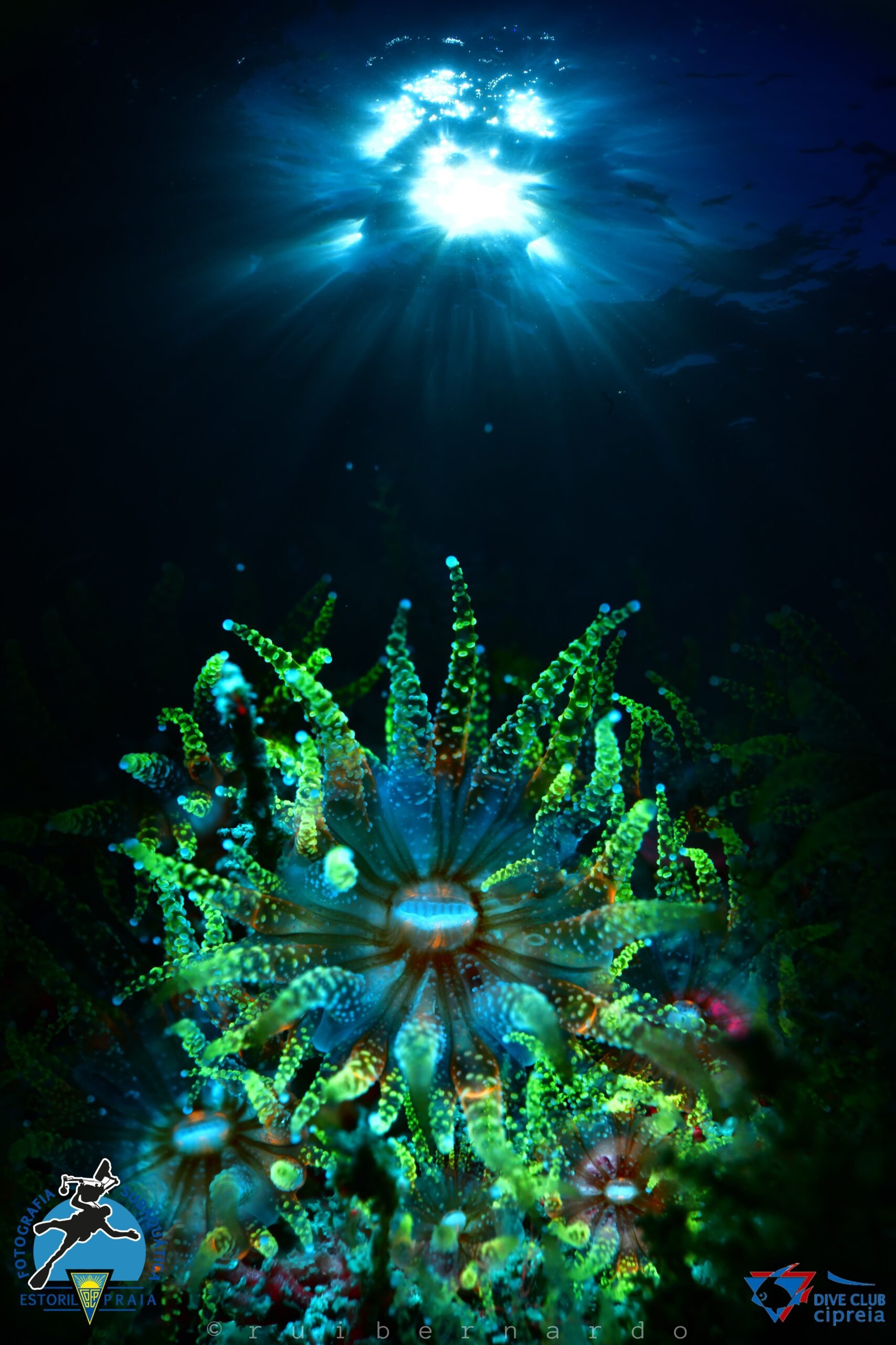 Equipa Vencedora  – Colaboradora da Prospectiva volta a conquistar título de fotografia subaquática