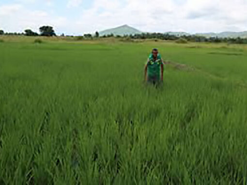 Reabilitação de quatro sistemas de irrigação piloto e quatro armazéns de arroz paddy na região Morogoro.